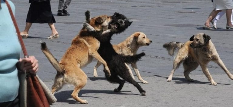 Alarmi nga leishmanioza. Ka prekur qentë e rrugës, por përmes mushkonjave transmetohet te njerëzit