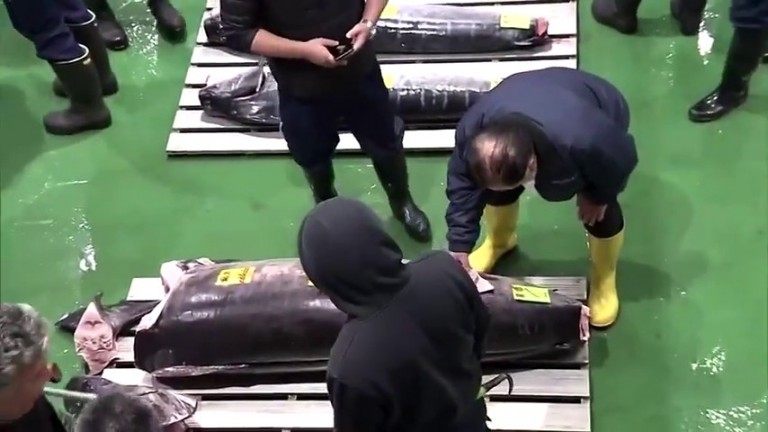 Peshon 276 kg, por peshku ton shitet për 1,8 milionë dollarë