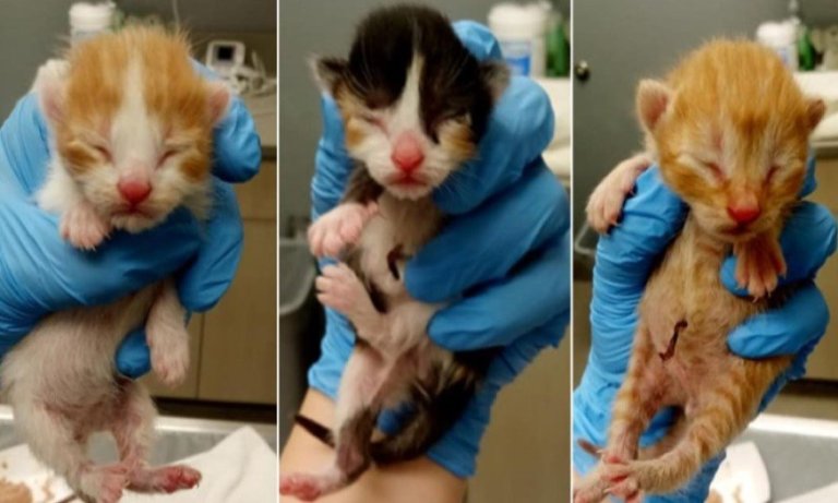 Oferta e veçantë e kompanisë ajrore, kush birëson një nga kotelet përfiton udhëtim falas!