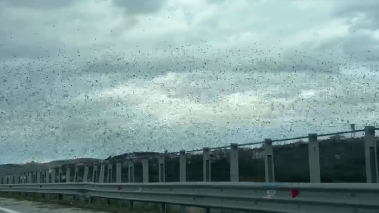 Pamjet/ Qindra shpendë largohen mbi qiellin shqiptar, eksperti shpjegon fenomenin…