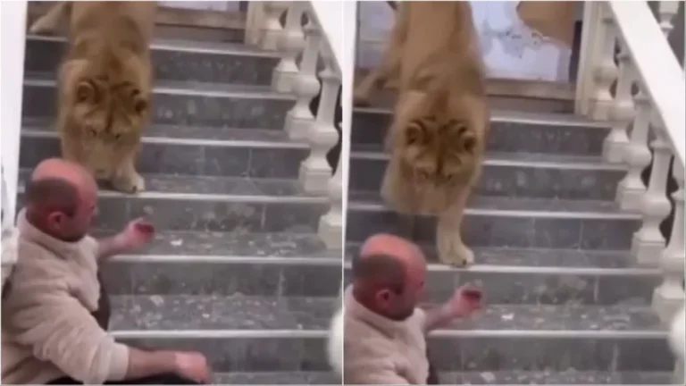 Luani si kafshë shtëpiake në Zharrëz të Fieri, policia do ta largojë nga banesa.