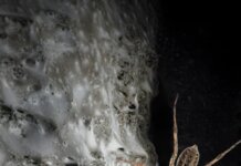 Rrjeta më e madhe e merimangave në botë ndodhet në Shqipëri!